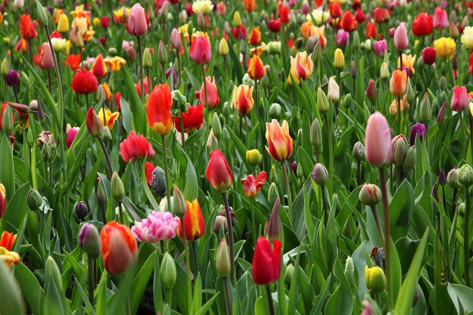 beautiful flowers colorful bloom tulips