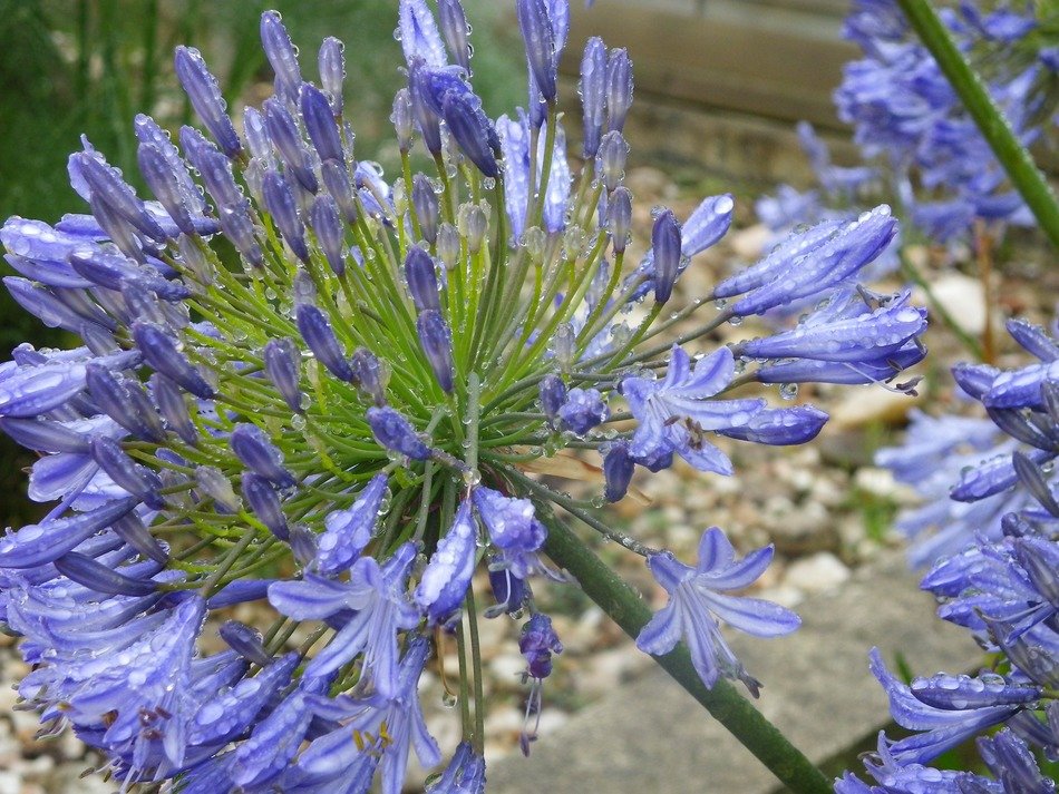 agapanthus flower bloom floral