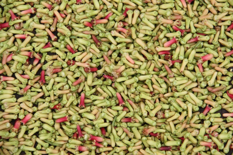 clove herbs background