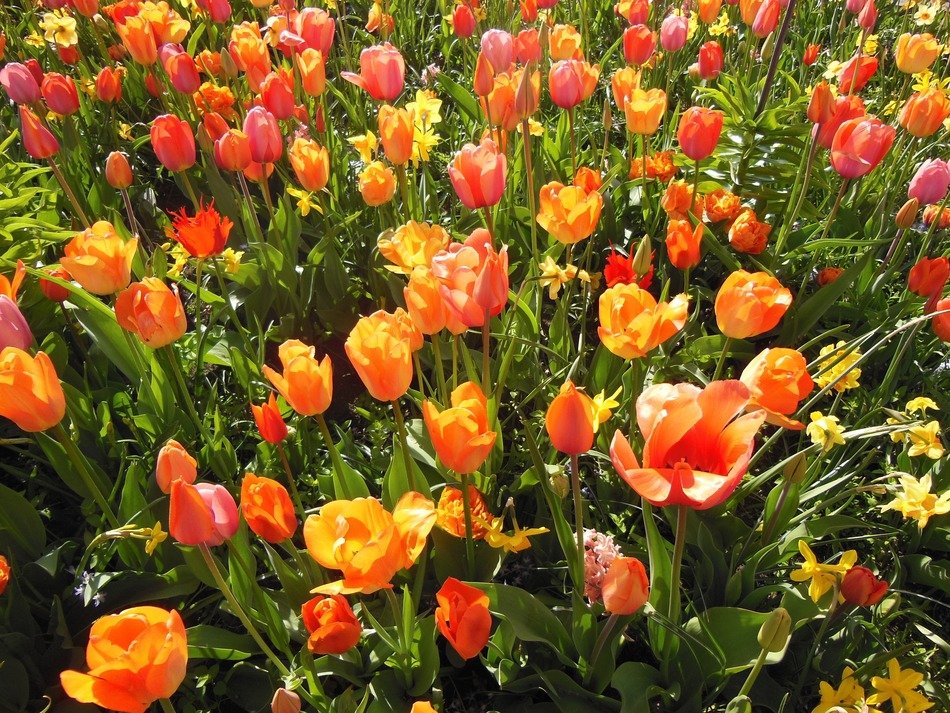 spring flowers bulbous plants
