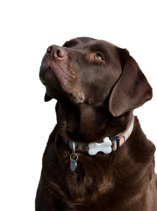 labrador dog retriever