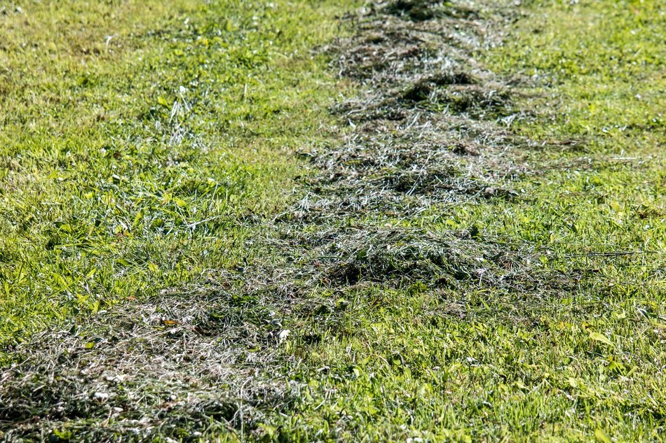 pasture meadow mow hay mowed