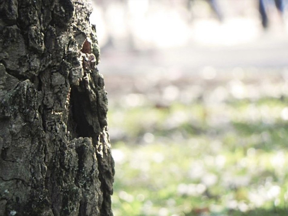 tree nature green background