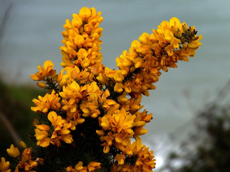 gorse furze yellow