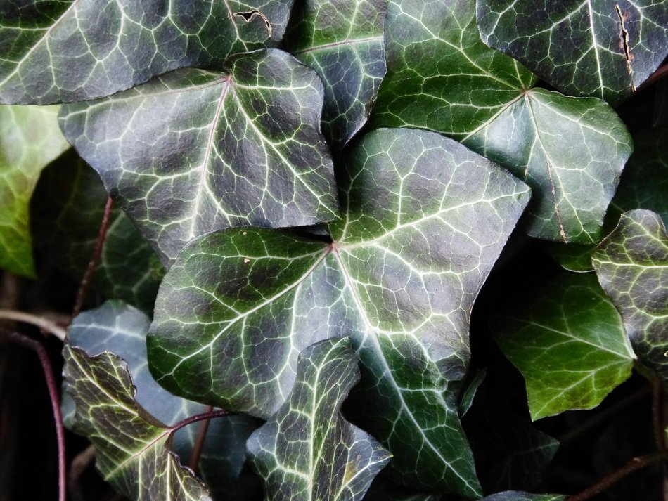 ivy green nature wild climber