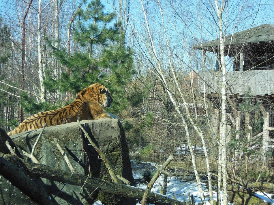 siberian tiger predator