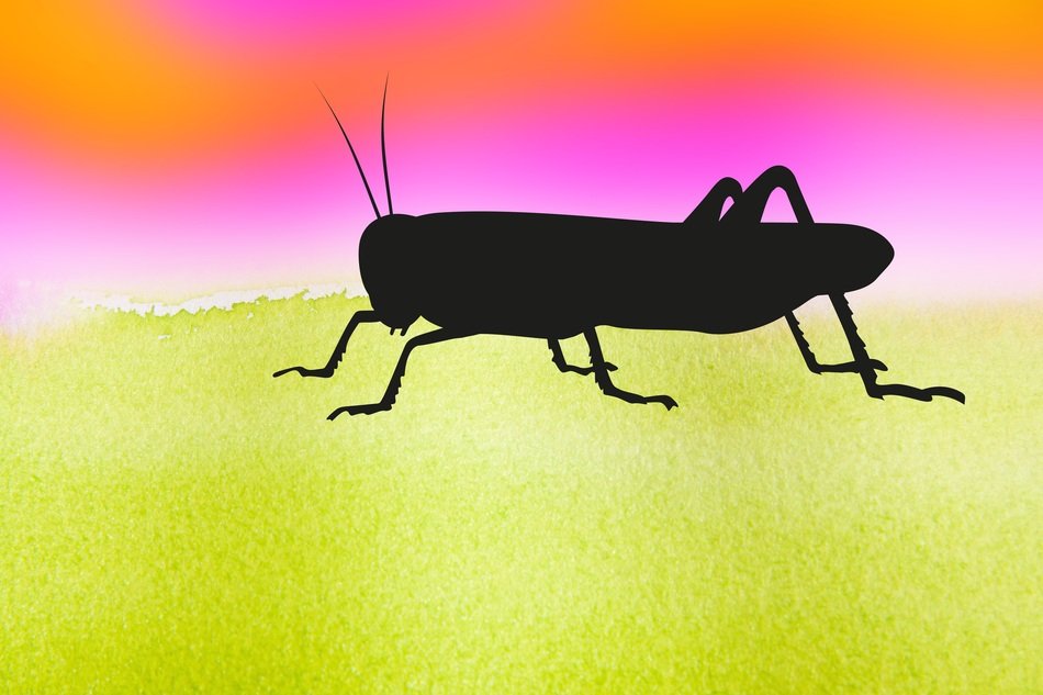 grasshopper graphically insect