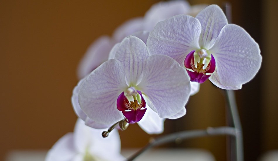 orchis flower wallpaper
