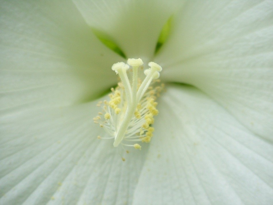 hibiscus flower summer tropical