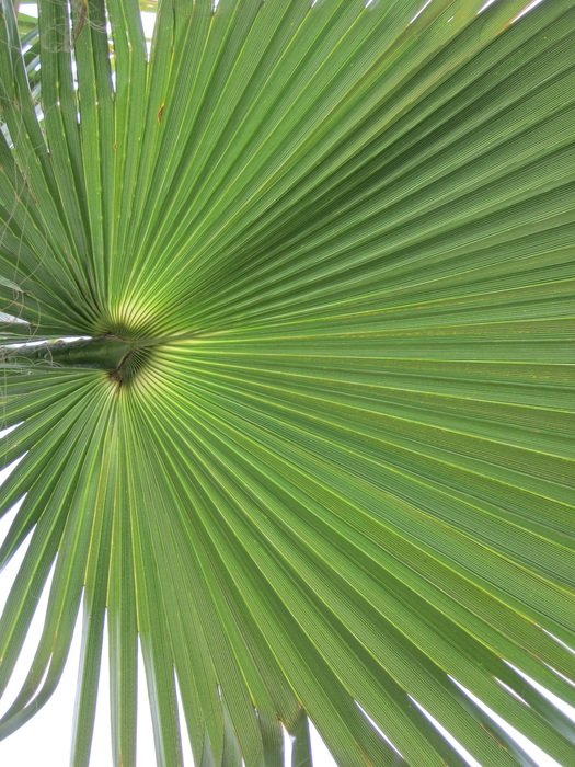 california washingtonpalme