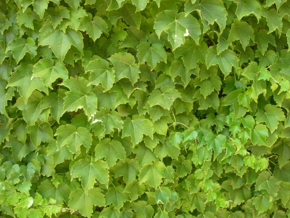 plants texture foliage green