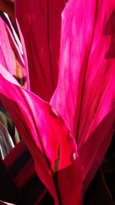 pink background plant design