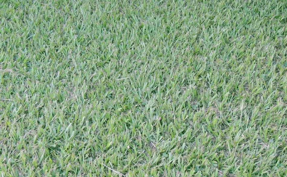 lawn grass green texture