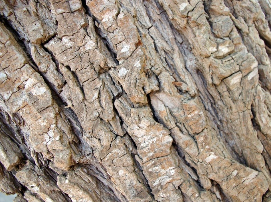 background texture rough tree bark
