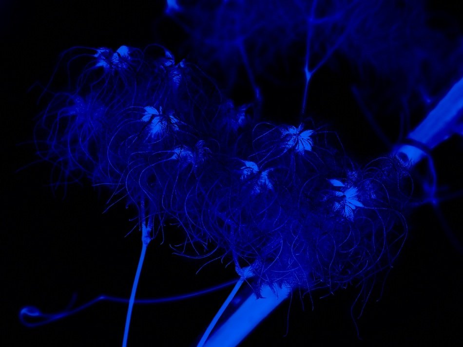 night blue plant background