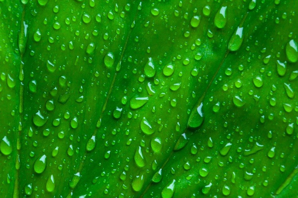 macro leaf green background water