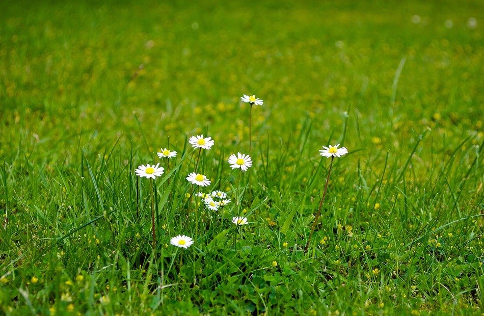 flowers flower seasons summer