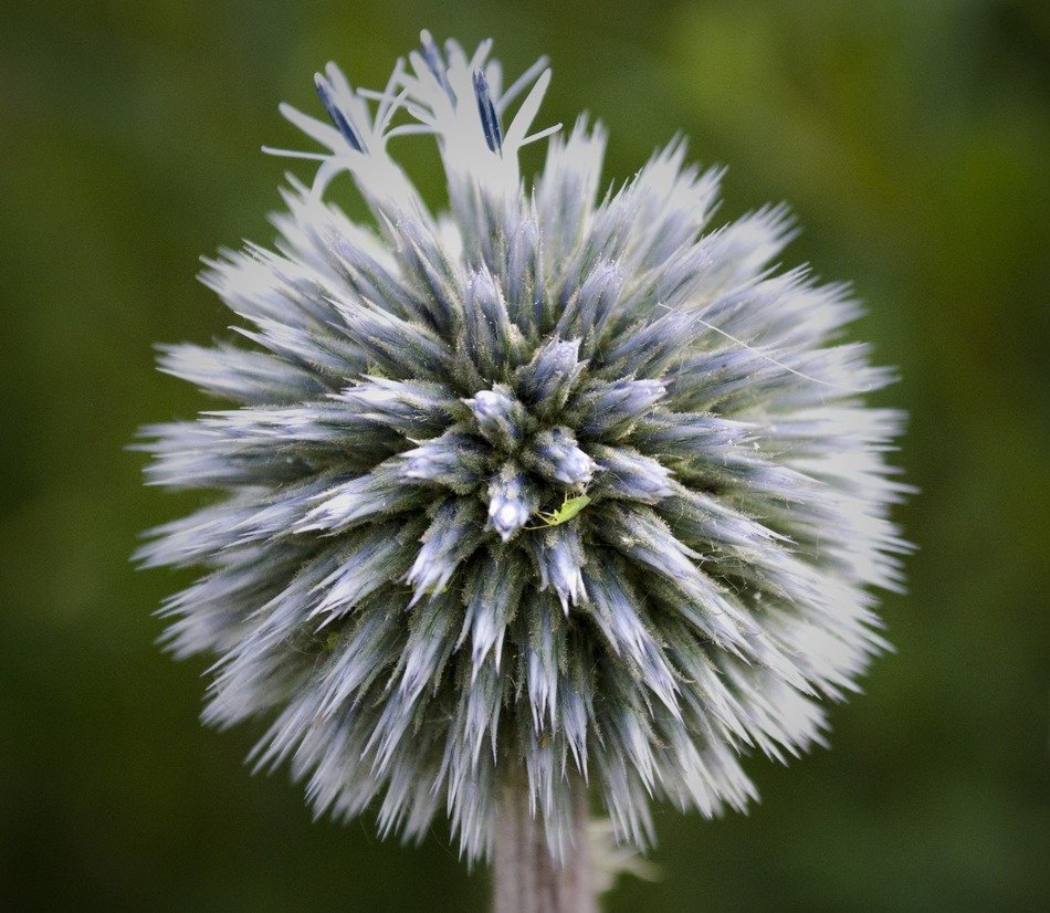 thistle on a background of nature
