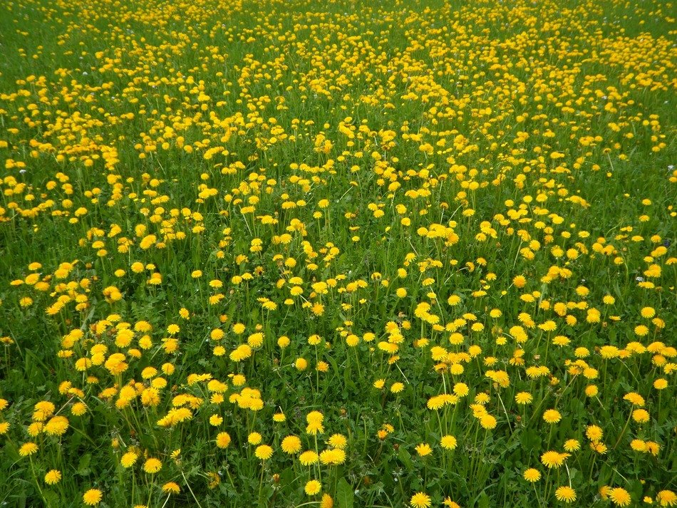 spring bloom yellow green