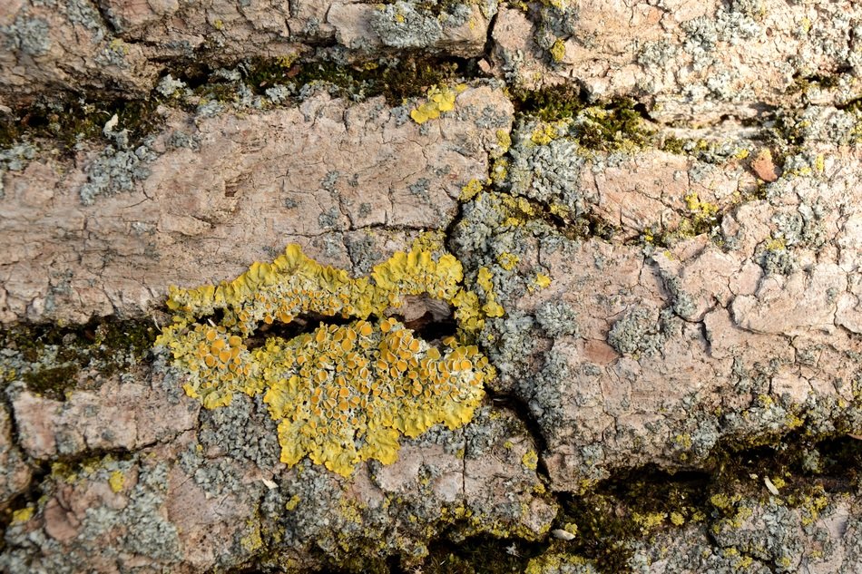 tree bark oak structure wood