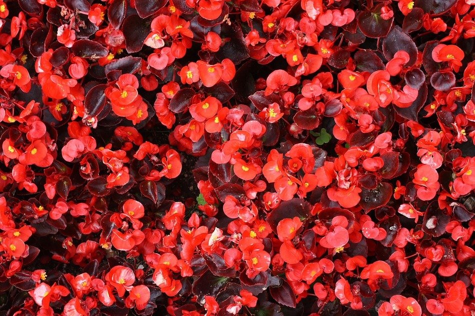 begonia flower plant nature red