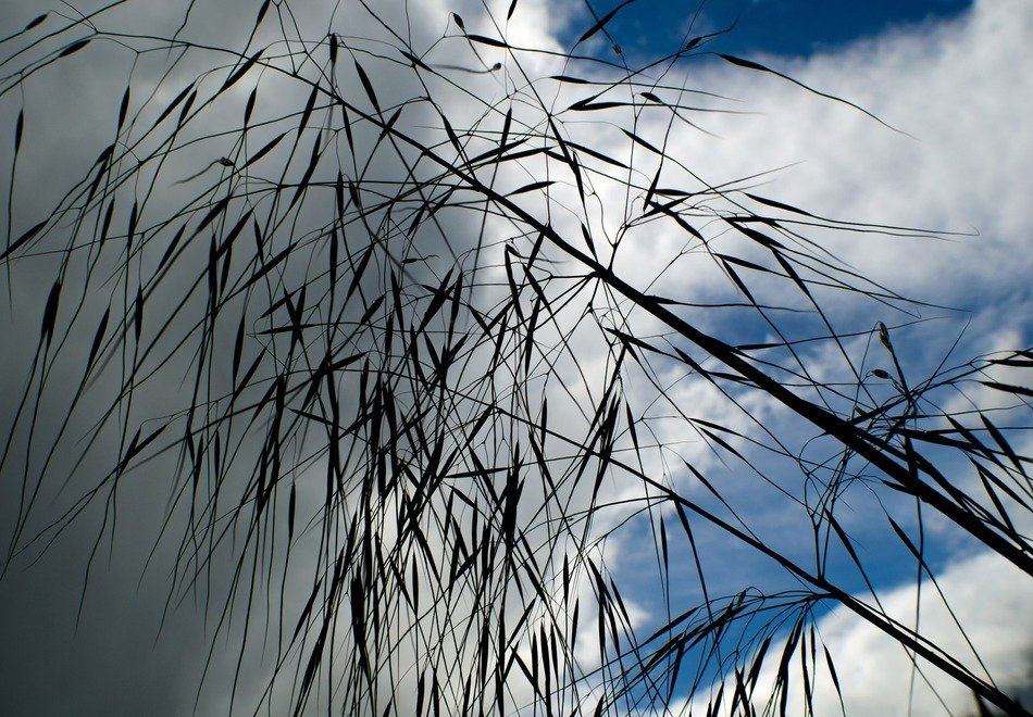 oats harvested agriculture plant