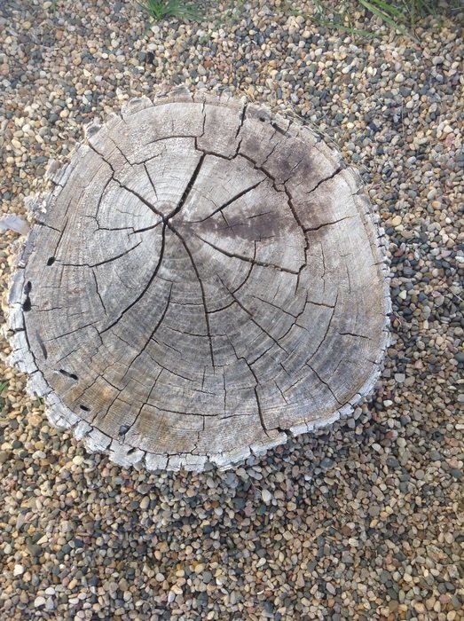 log wood earthy old natural