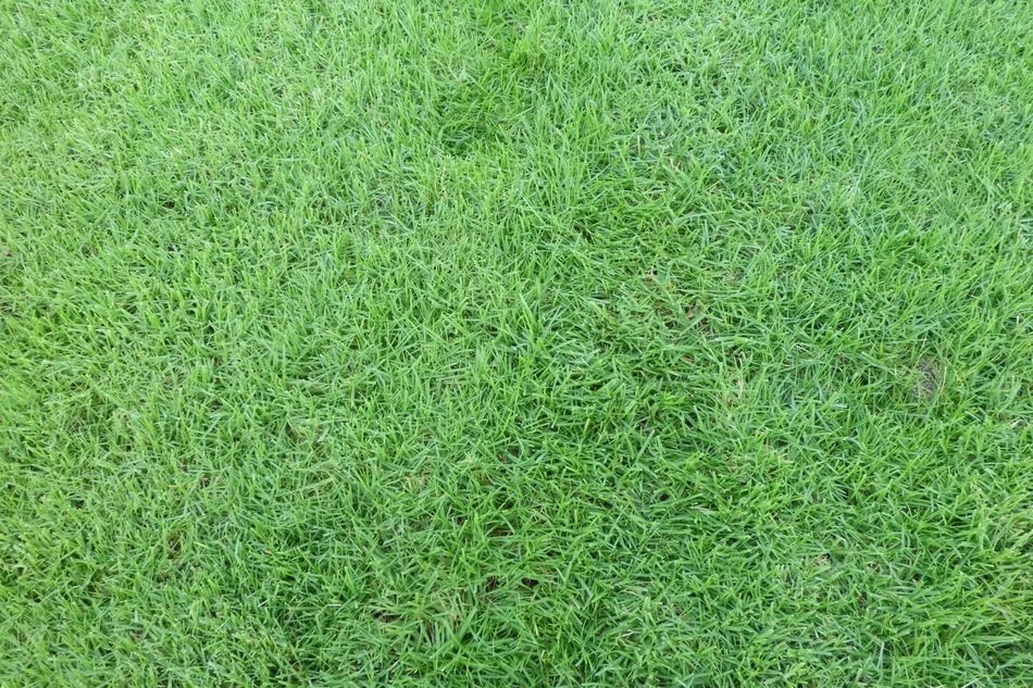 lawn green garden wallpaper grass