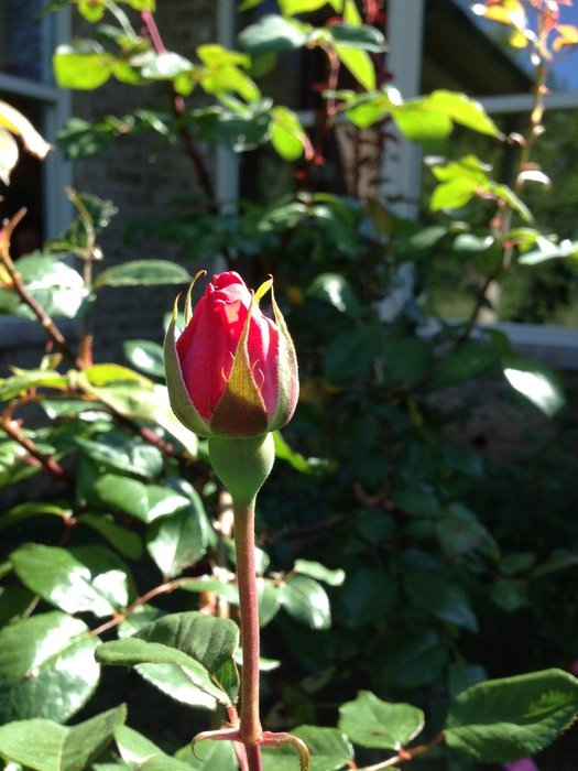 rose flower vintage