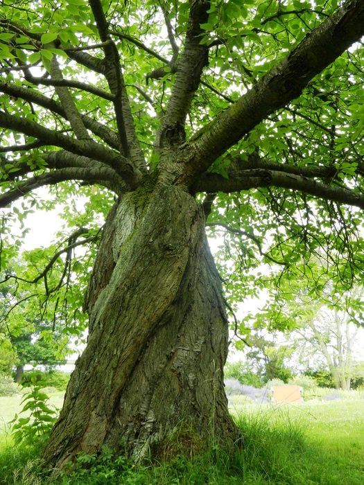tree foliage green