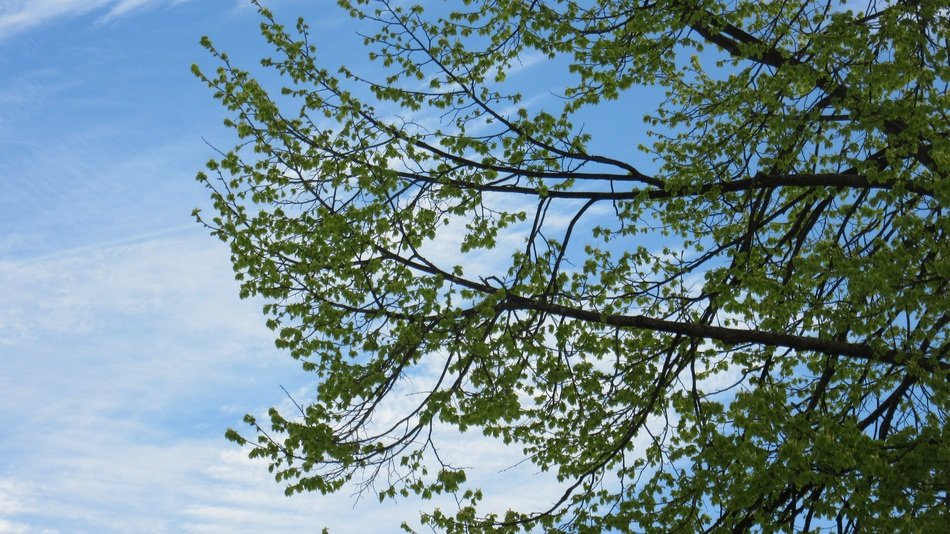 branches leaves sky green spring