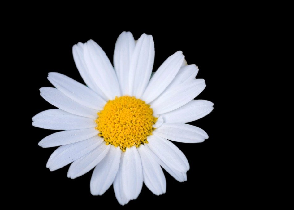 flower daisy white floral black