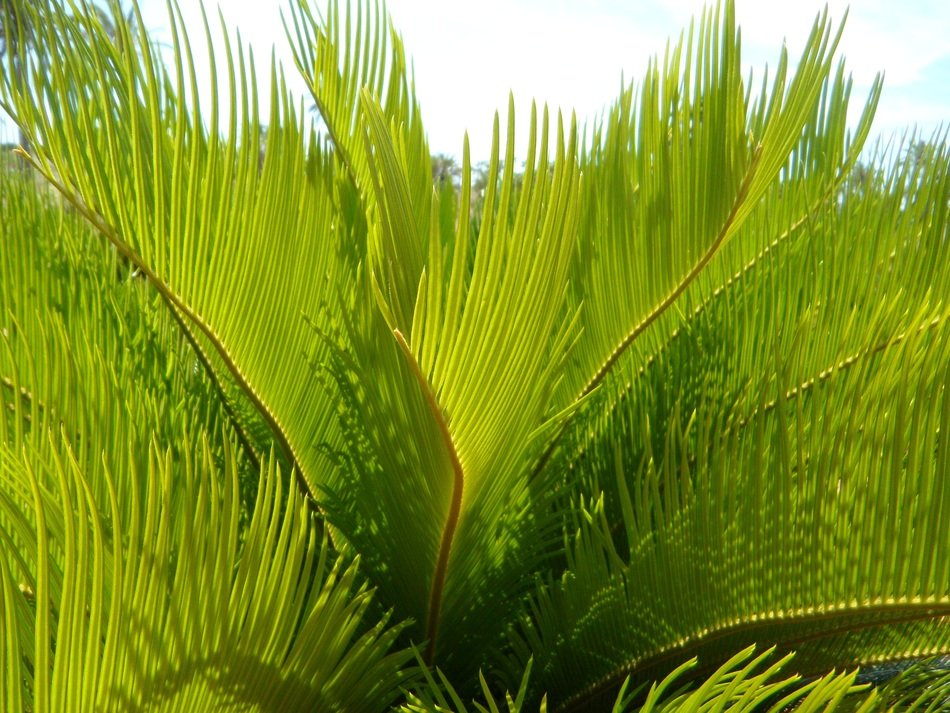 palm fronds detail close structure