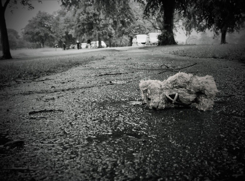 lost teddy bear toy sadness pet