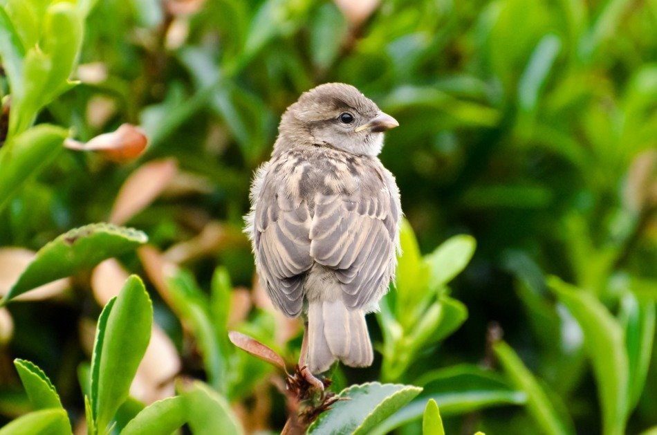 cute tiny bird in the bush