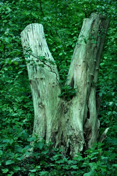 tree trunk wood leaf