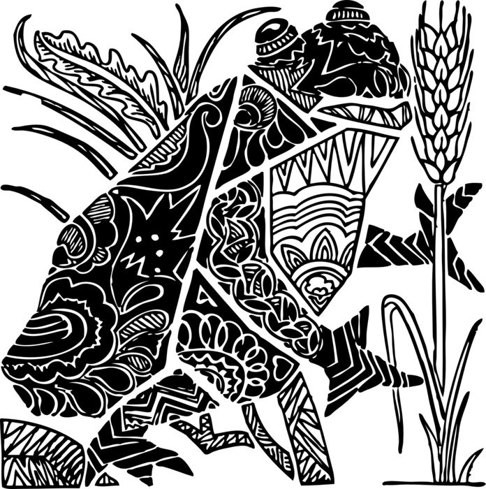 frog amphibian animals black