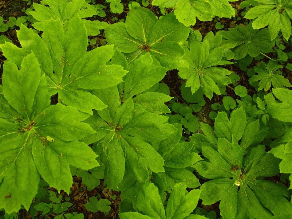 groundcover woods texture shady