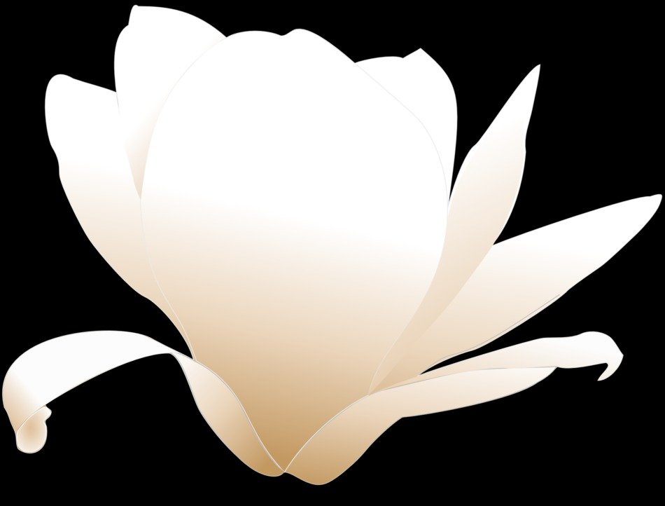 magnolia flower white