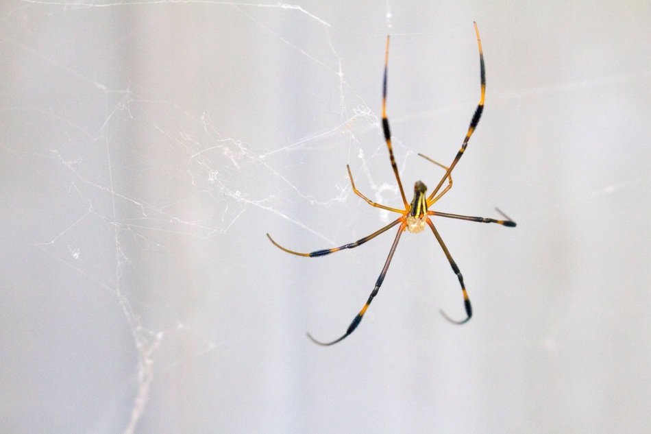 spider pattern animal