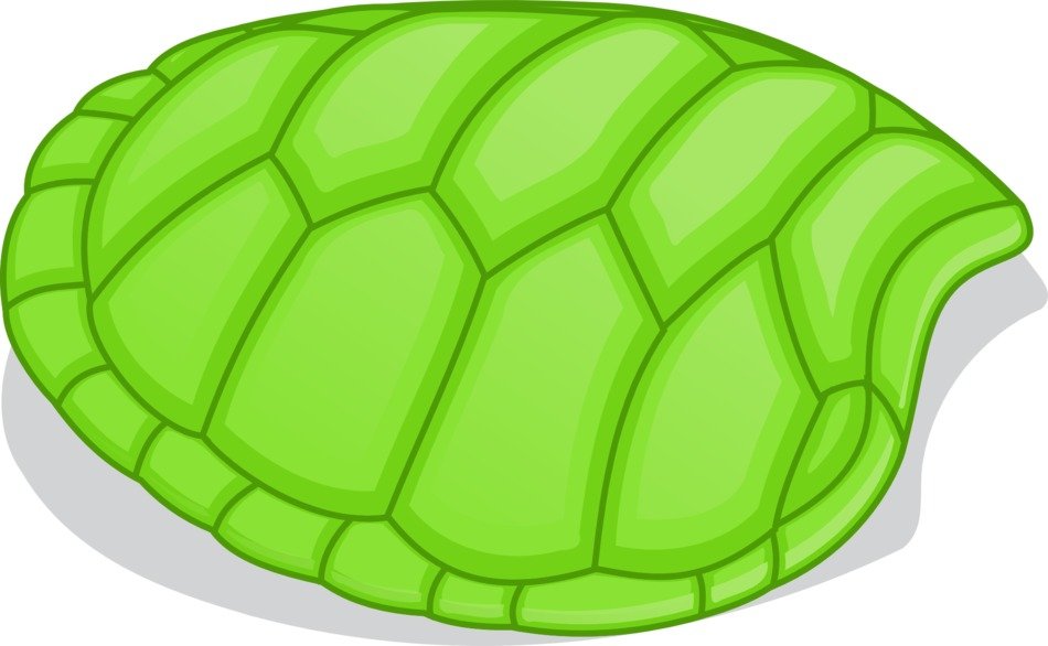 tortoise patterns shell green hard