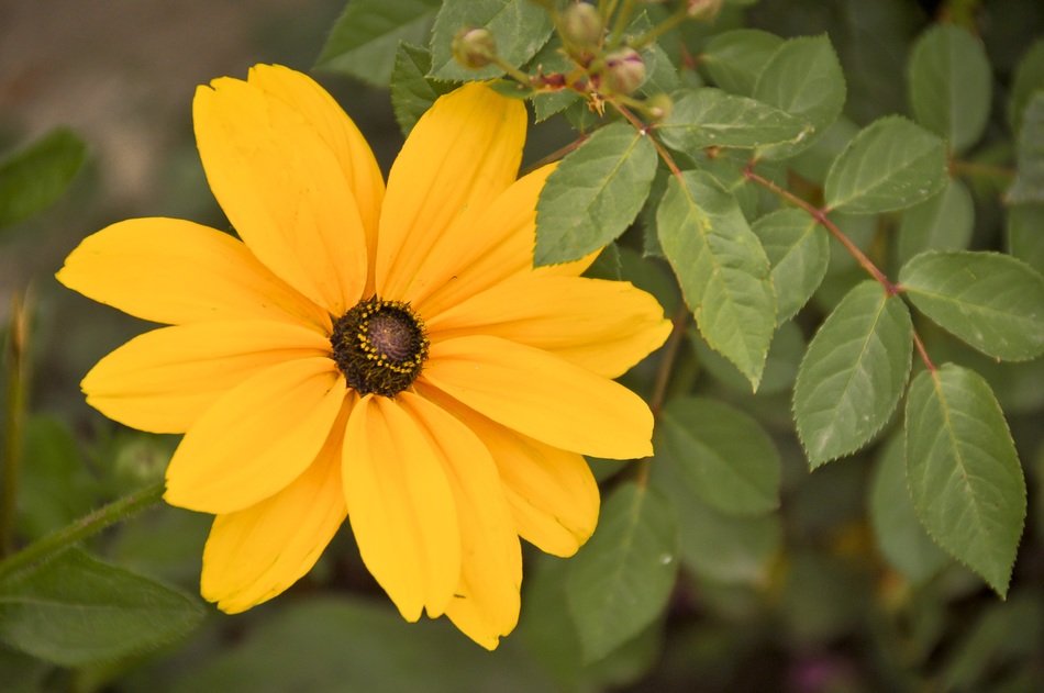 flower yellow green nature petals