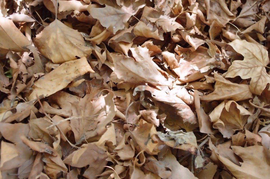 dry leaves background fall autumn