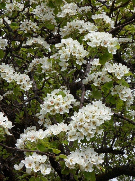 cherry blossom bloom
