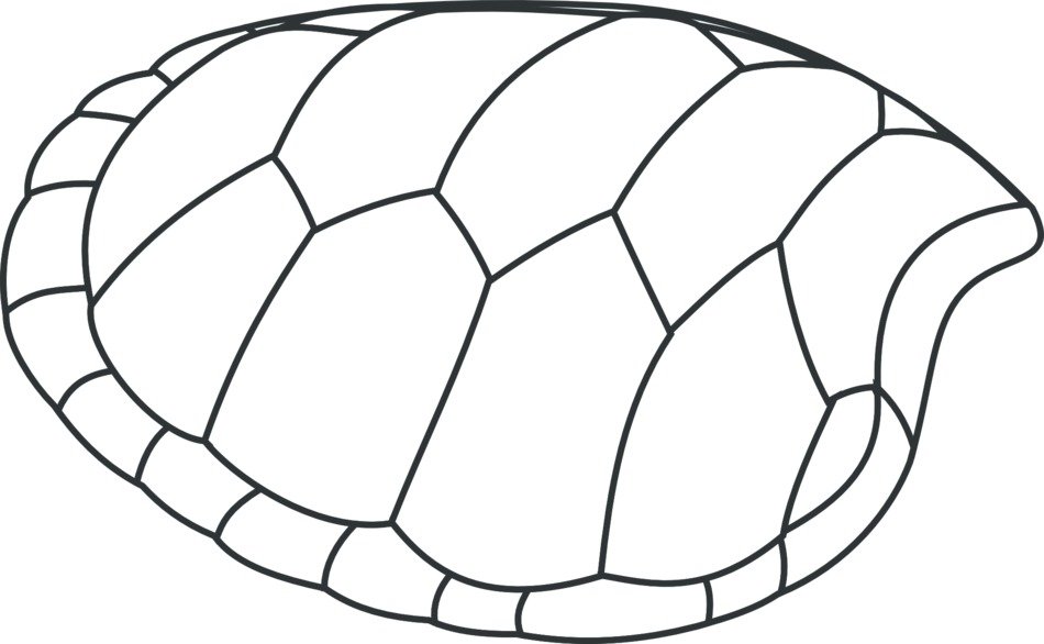 turtle shell patterns