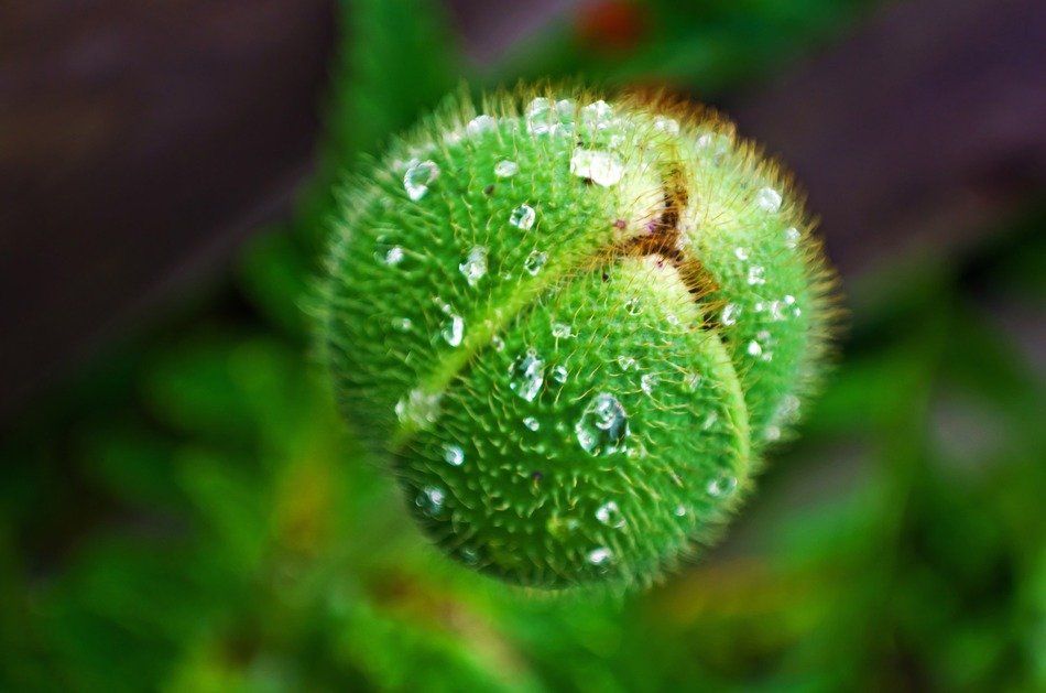 bud poppy flower season spring