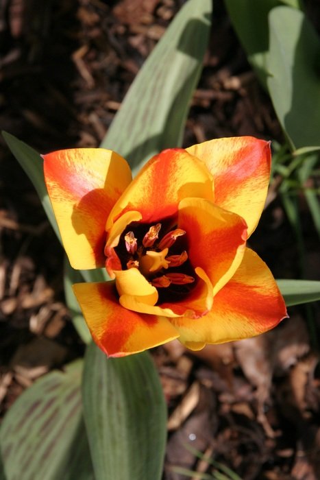 lily tattoo flower love sunshine