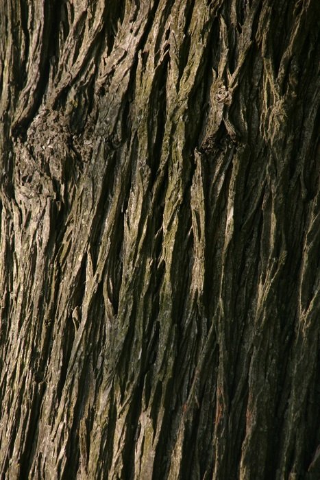 background tree macro strong solid