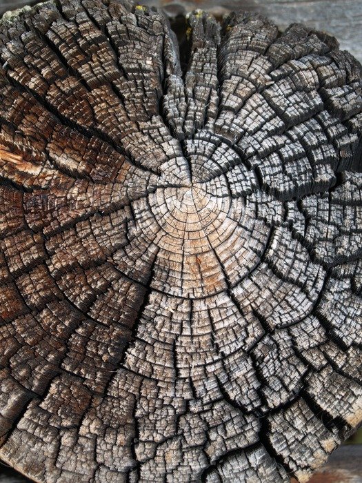 wood nature texture tree old