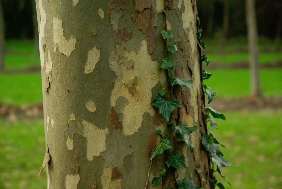 plane tree bark trunk texture